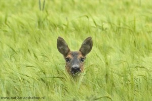 Foto : www.natuurlandschap.nl / Wouter Bos